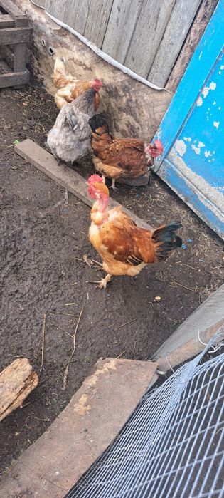 Продам домашних петухов