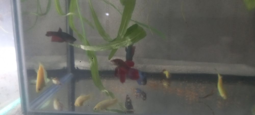 Аквариумные рыбки