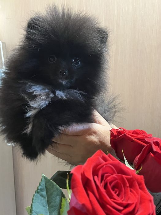 Девочка шпица черная