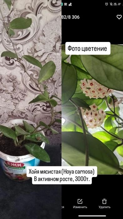 Хойя Карноса Комнатные цветы