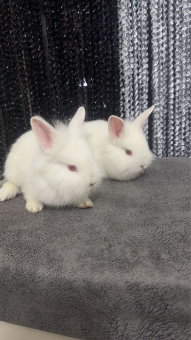 Quyon bollari sotiladi zoti toza Sherkalla