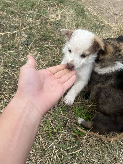 Продам щенков хаски