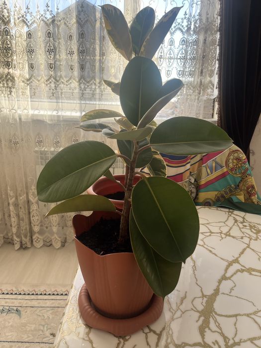 Комнатные цветы 2 штуки