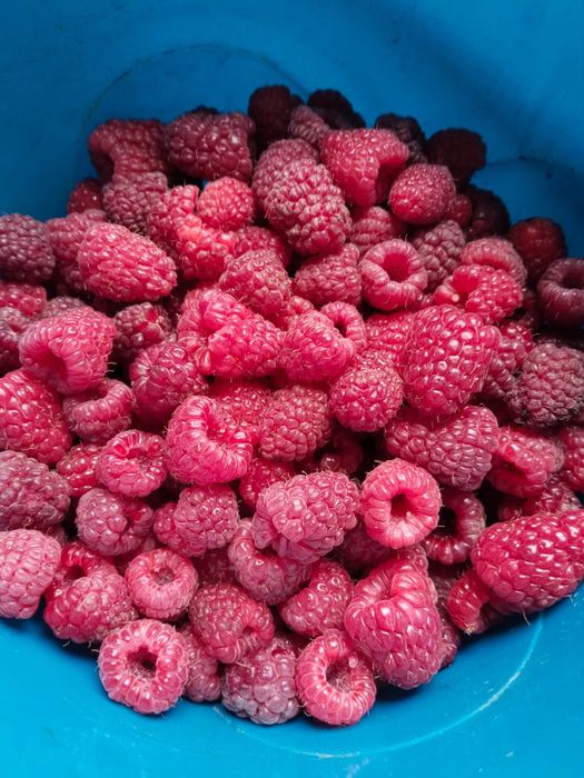 Продам малину дачную