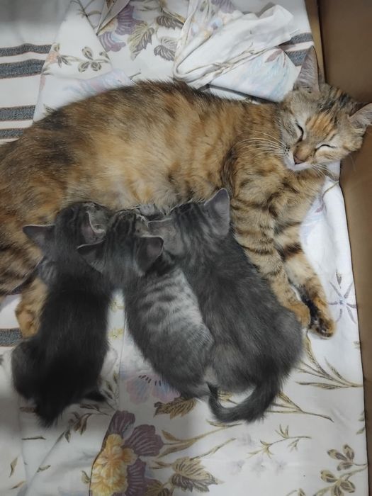 Отдам в хорошие руки котят