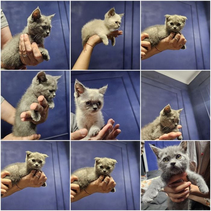 Britain's Scottish fold