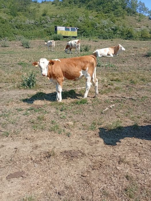 Vând 2 vițele- 5500 bucata