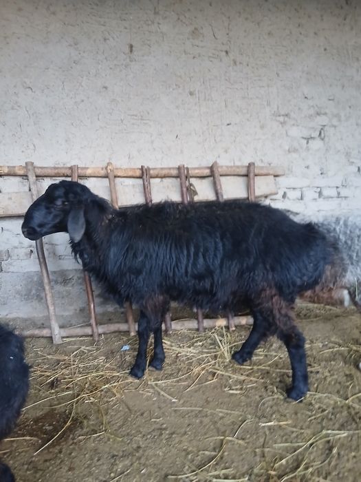 Qazoqi qo‘chqor sotiladi