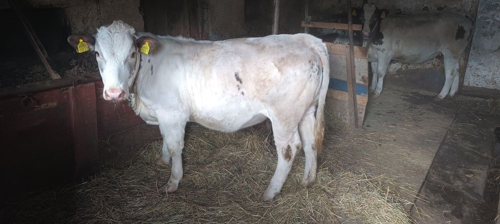 Vițică de vânzare