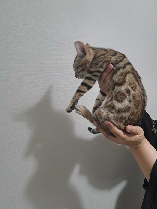 Бенгальские котята