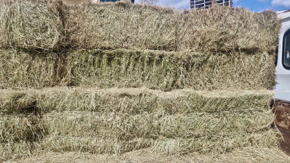 Продам Сено в Тюках