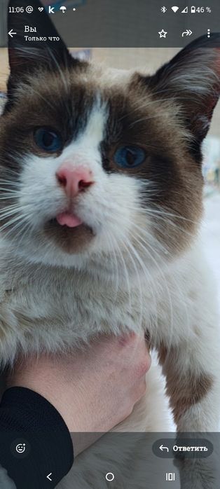 Котик  бесплатно