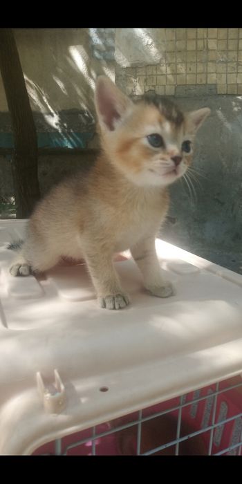 Продаются котята