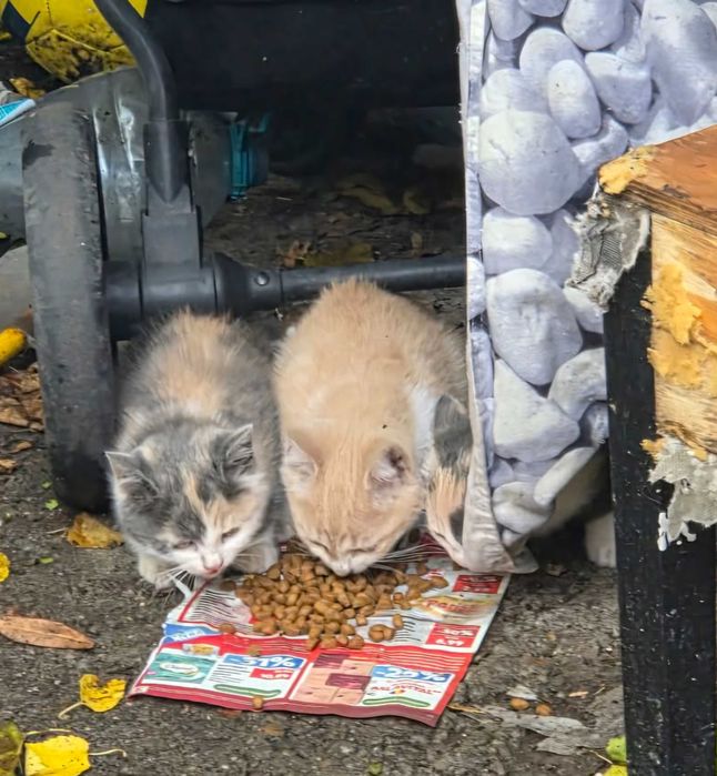 Adoptie pui de pisica superbi Mihalicii