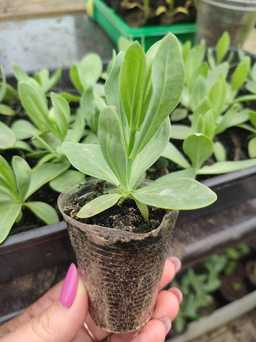 Эустома,вербена,петунья,патио георгины