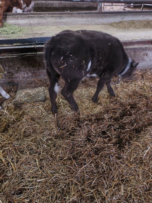 буқачалар сотилади