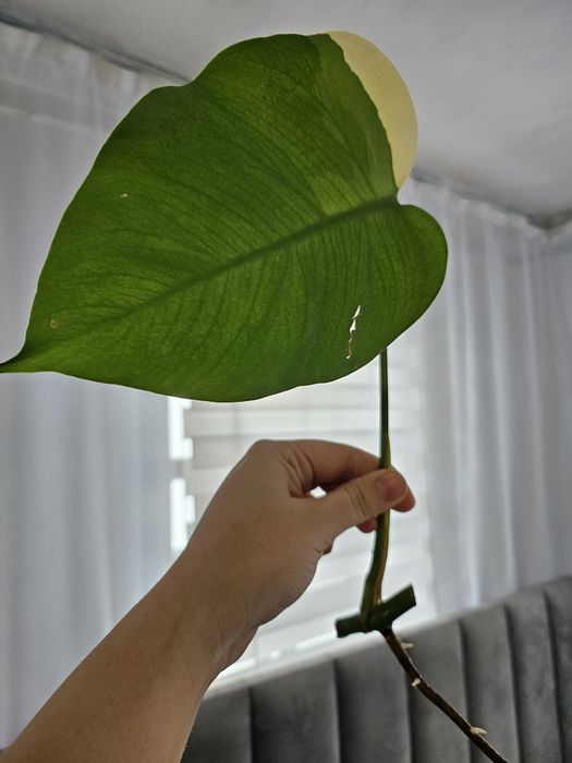 Продам черенки Monstera deliciosa 'Aurea