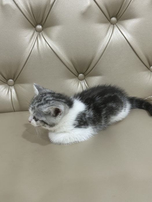 Мысық сатылады шотландские