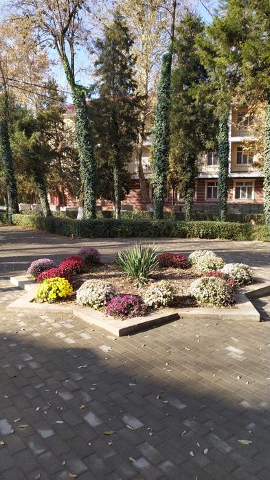 Рассада ромашки крупной