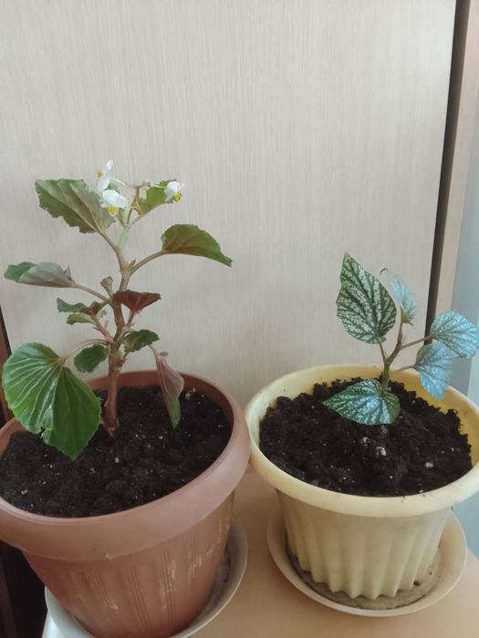 Продам комнатные цветы