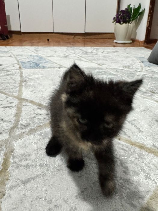 котенок (девочка)