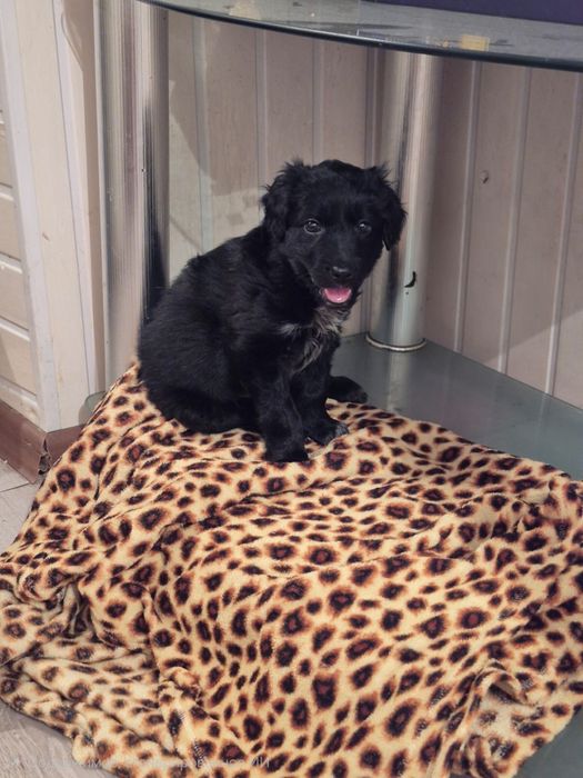 Отдам щенка спаниеля