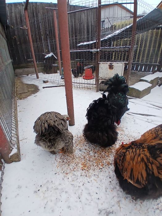 Vând  cocosi  de  rasă