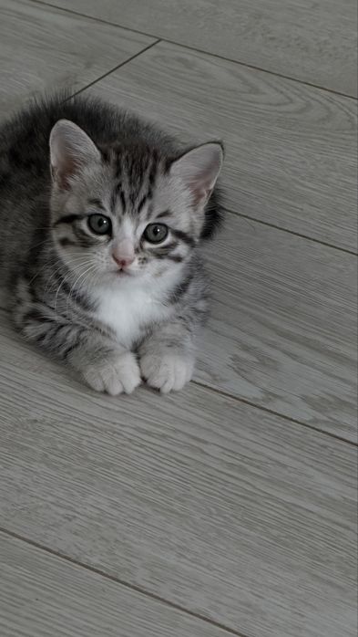 Котята помесь британца и шотландца