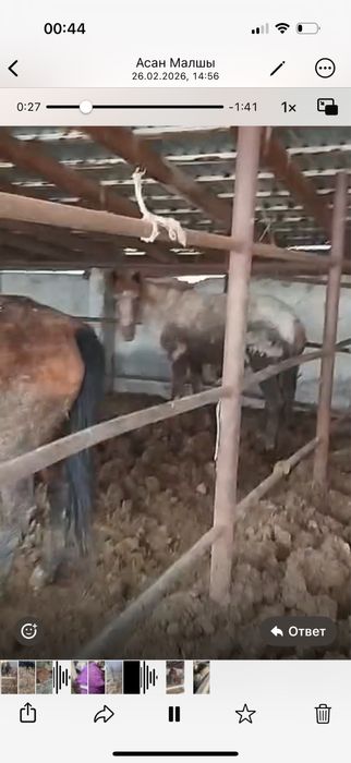 Продаются откормленные кобыллы