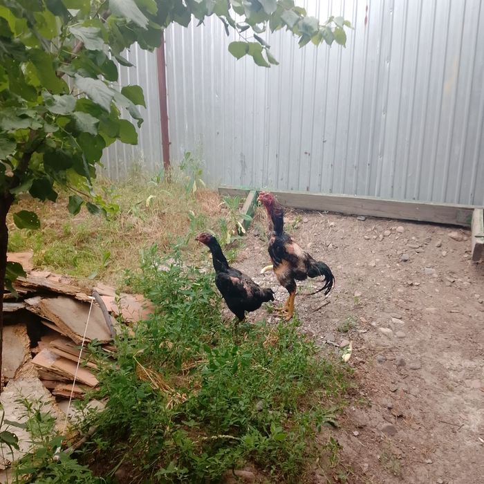 Продам пару даканов