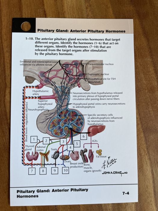 Netter‘s Physiology Flashcards 2nd Edition