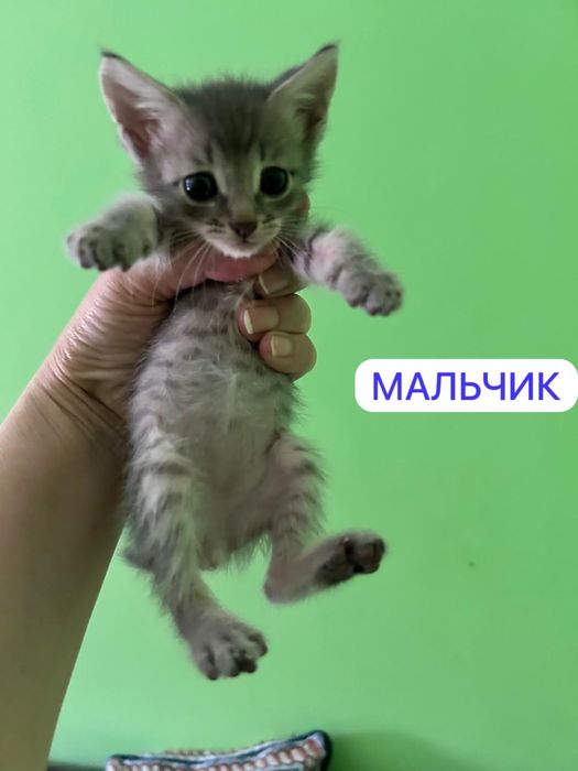 Бесплатно котята в добрые руки