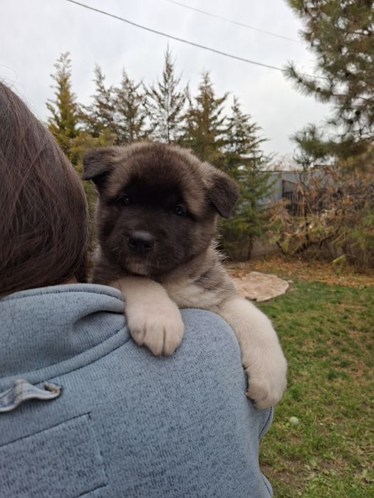 Акита американская щенки