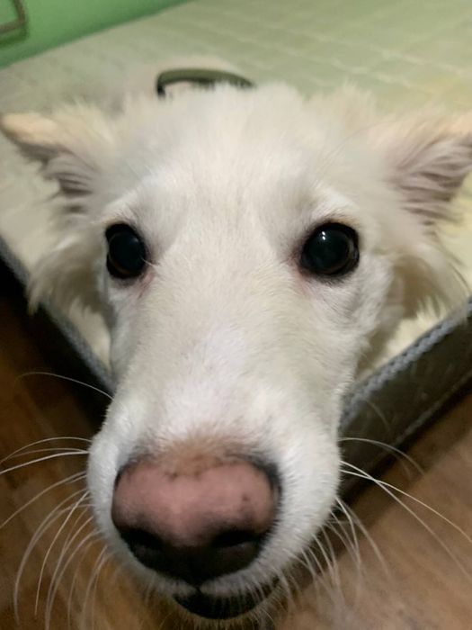 Отдам собачку .