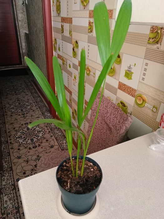 Пальма дипсис продам
