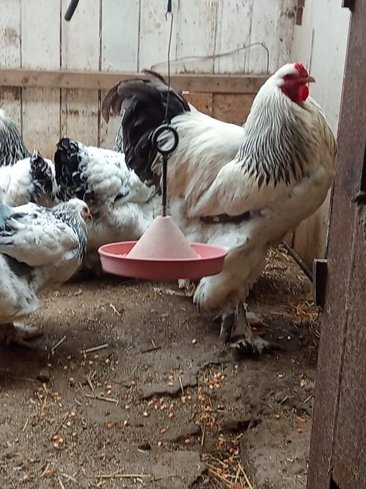 Oua gaini brahma herminat deschis