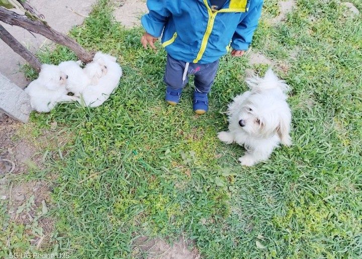 Малтийска болонка - малки пухени сладурчета