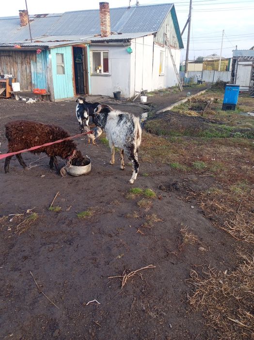 Продам 2 коза на племя