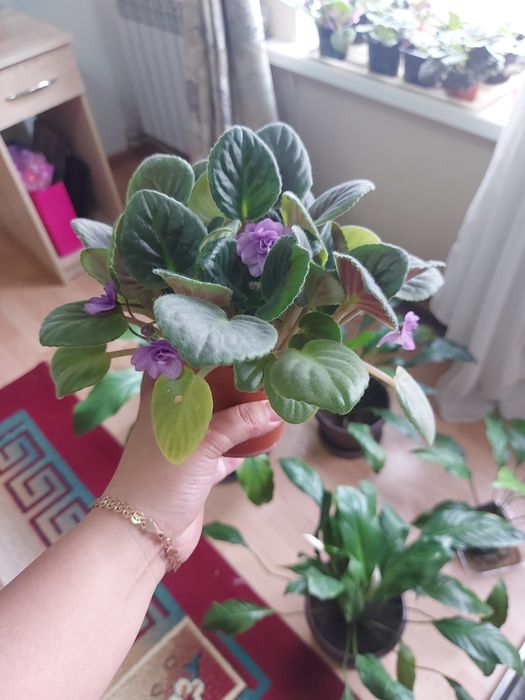 Продам Фиалки 500тг