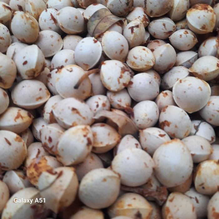 Гинко билоба уруғи