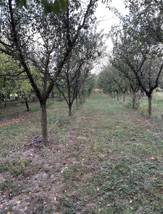 Vand livada sau loc de casa