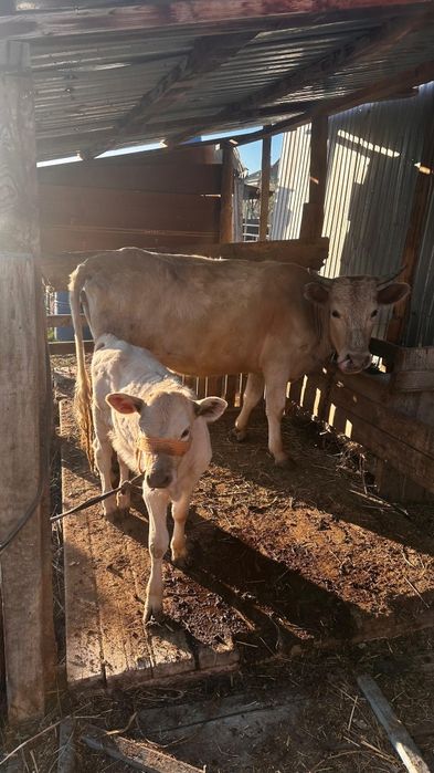 Корова с телёнком