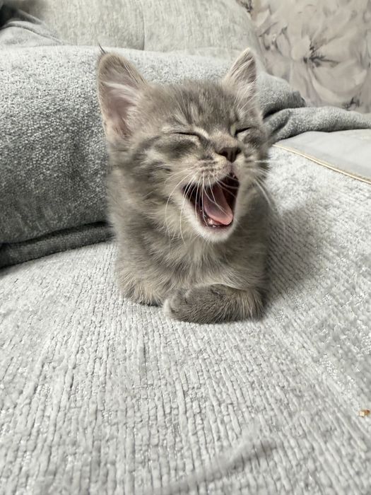 Отдам девочку котенка бесплатно