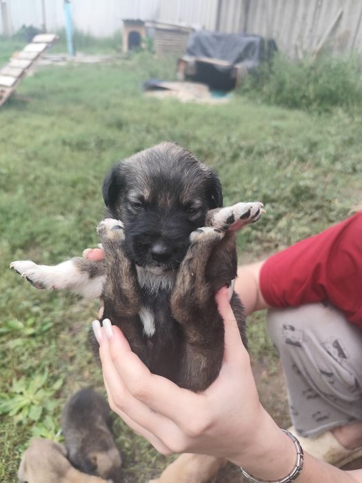 Щенки в добрые руки