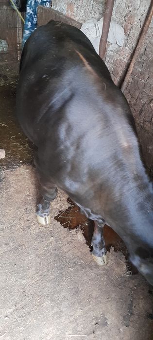 Vând vițel de 7 luni