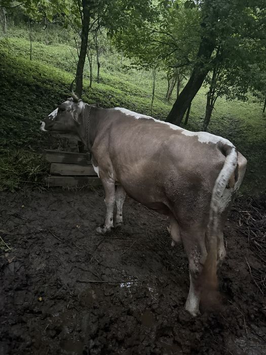 Vaca rasa Baltata Romaneasca