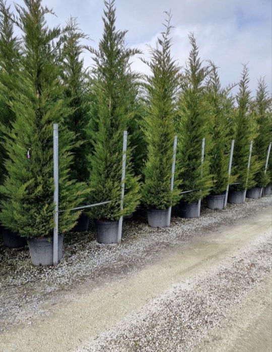 Leylandii de vânzare – ideal pentru gard viu.