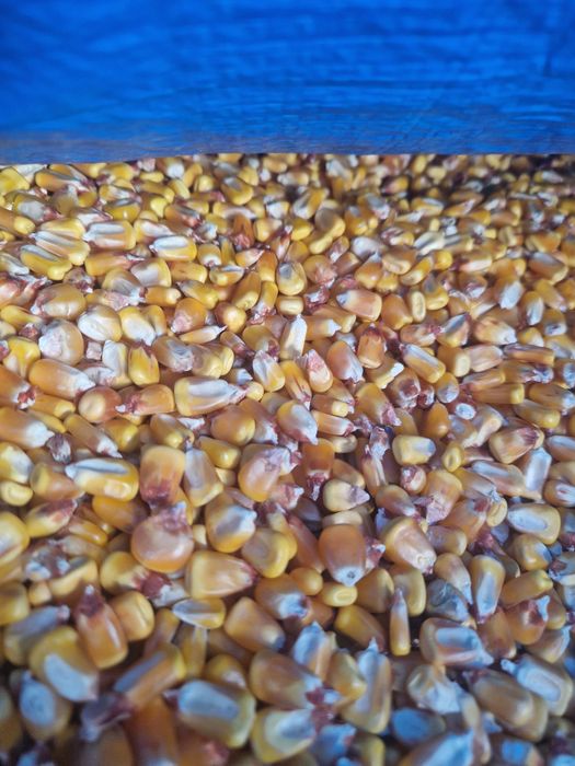 Vand porumb  ,graunte