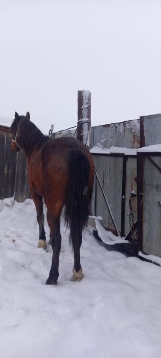 Ат сатылад, продается Конь