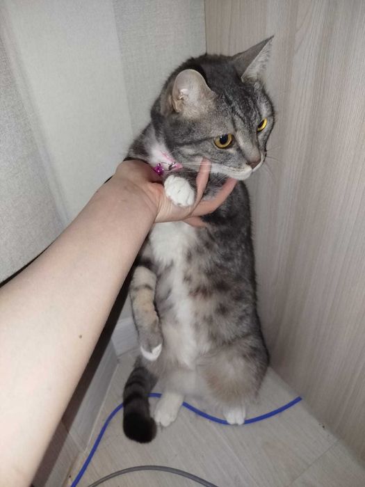 Кот в добрые руки, помесь британца (кастрирован)